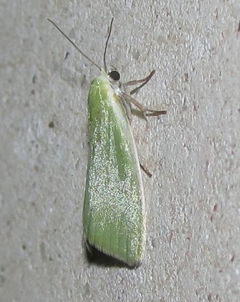 Earias clorana (Nolidae)